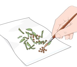 raccolta semi delle piante perenni raccolta semi delle piante perenni