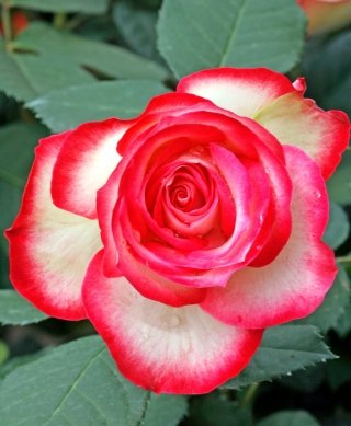 rosa-jubile-amstudio rosa-jubile-amstudio