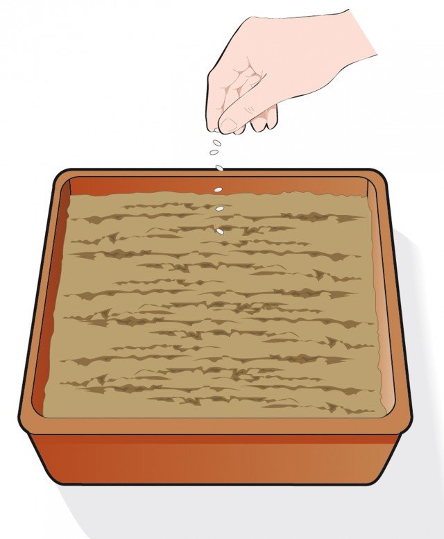 Seminare lasciando cadere i semi di viola in solchetti paralleli predisposti nel terreno con un’assicella di legno Seminare lasciando cadere i semi di viola in solchetti paralleli predisposti nel terreno con un’assicella di legno