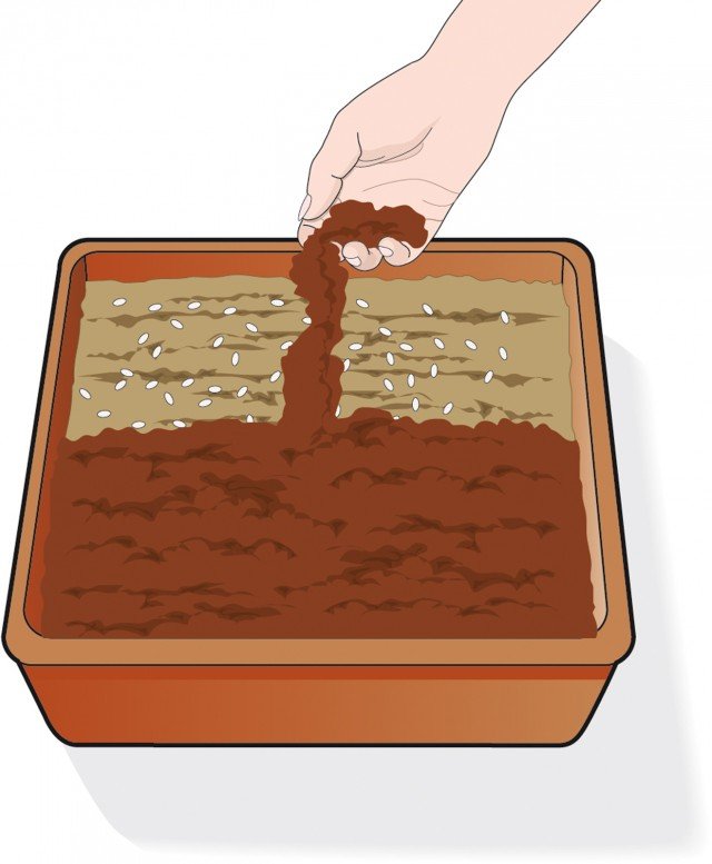 Coprire tutta la superficie dei semi di viole con uno strato sottile di terra cosparso utilizzando un setaccio a maglia stretta Coprire tutta la superficie dei semi di viole con uno strato sottile di terra cosparso utilizzando un setaccio a maglia stretta