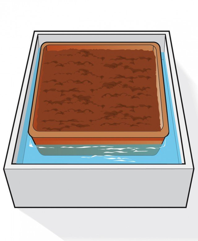 Per inumidire il terriccio delle viole immergere la cassetta in una bacinella più grande contenente acqua a temperatura ambiente Per inumidire il terriccio delle viole immergere la cassetta in una bacinella più grande contenente acqua a temperatura ambiente