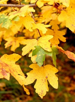 acer-campester-amstudio