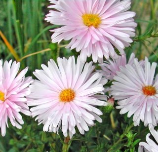 aster-novi-belgii-amstudio