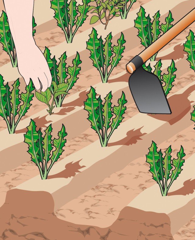leggera erpicatura del terreno è necessaria perché serve a mantenerlo libero dalle malerbe leggera erpicatura del terreno è necessaria perché serve a mantenerlo libero dalle malerbe