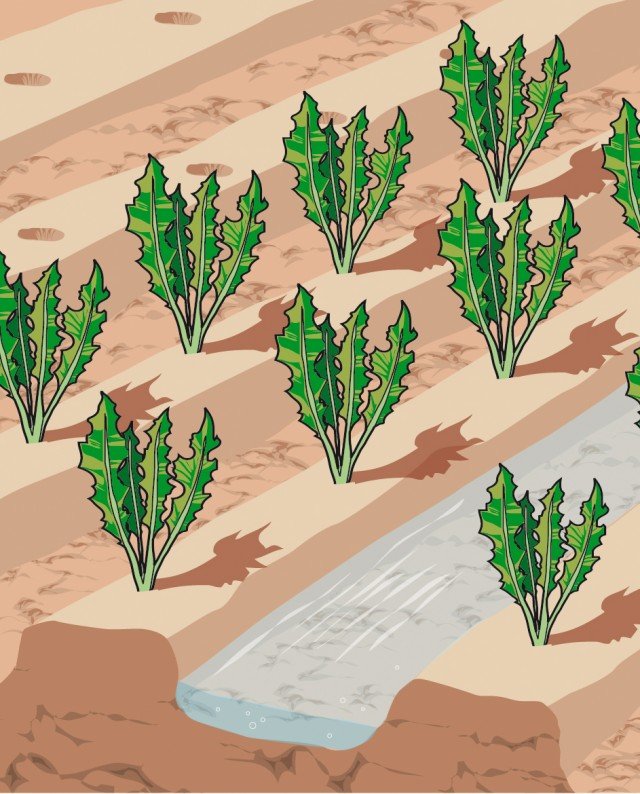 Irrigazioni scarse, distribuite in modo irregolare e alte temperature, favoriscono la crescita di ortaggi di radicchio e cicorie con sapore spiccatamente amaro, poco adatti per il consumo fresco Irrigazioni scarse, distribuite in modo irregolare e alte temperature, favoriscono la crescita di ortaggi di radicchio e cicorie con sapore spiccatamente amaro, poco adatti per il consumo fresco