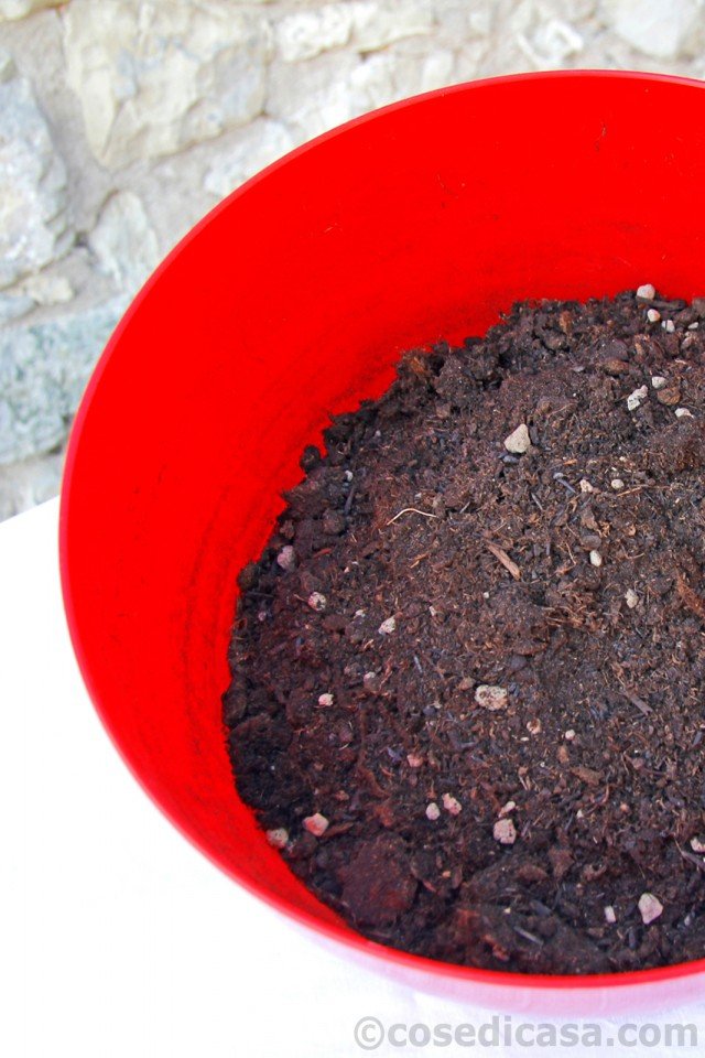 2. Al di sopra del materiale drenante va posto uno strato, spesso alcuni centimetri, di terriccio fertile, organico, soffice e poco argilloso, specifico per piante da interni. Nel substrato si può inglobare un fertilizzante chimico in granuli, ricco di azoto e fosforo, in dosaggio contenuto, pari a circa 5-7 grammi di prodotto per litro di substrato. 2. Al di sopra del materiale drenante va posto uno strato, spesso alcuni centimetri, di terriccio fertile, organico, soffice e poco argilloso, specifico per piante da interni. Nel substrato si può inglobare un fertilizzante chimico in granuli, ricco di azoto e fosforo, in dosaggio contenuto, pari a circa 5-7 grammi di prodotto per litro di substrato.