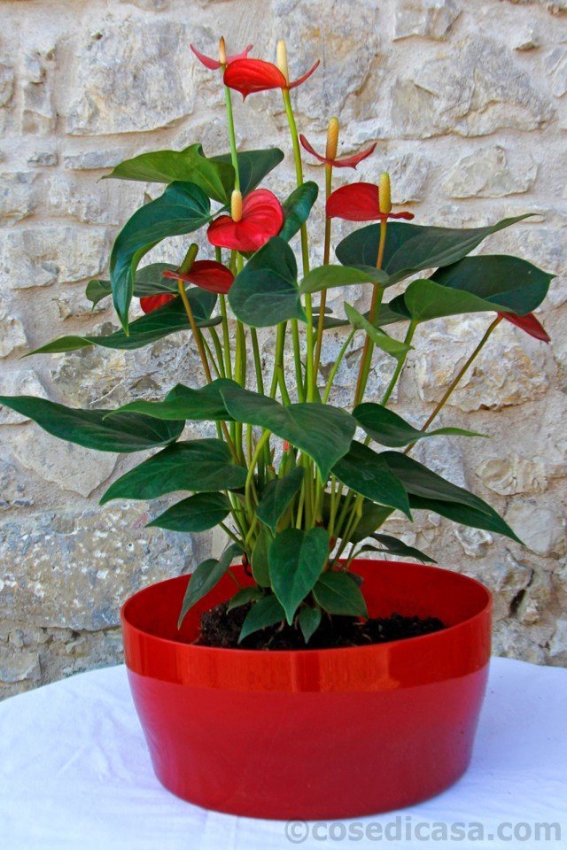 anturio (Anthurium andreanum) anturio (Anthurium andreanum)