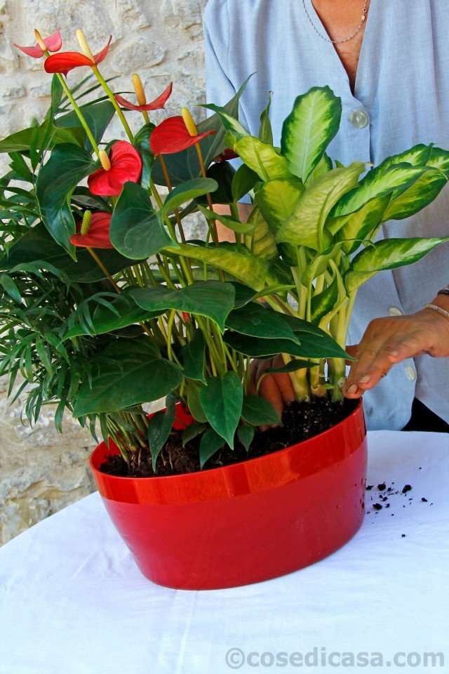 anturio, camadorea e dieffenbachia anturio, camadorea e dieffenbachia