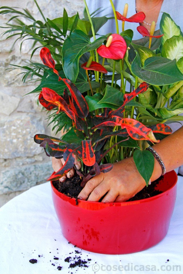 anturio, camadorea e dieffenbachia e croton anturio, camadorea e dieffenbachia e croton