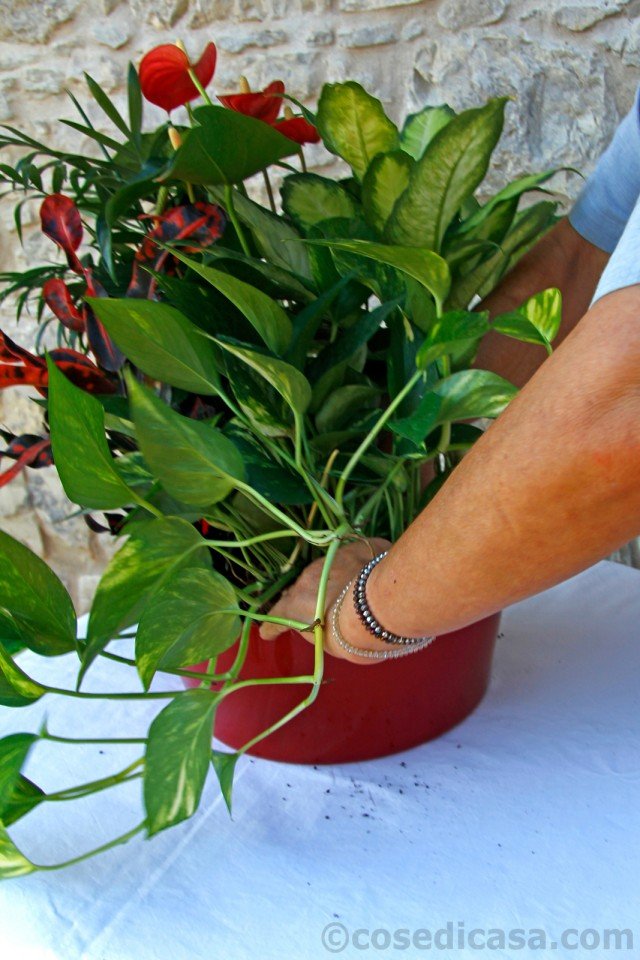 anturio, camadorea dieffenbachia croton potos anturio, camadorea dieffenbachia croton potos