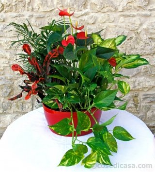 piante appartamento composizione anturio camadorea dieffenbachia croton potos piante appartamento composizione anturio camadorea dieffenbachia croton potos