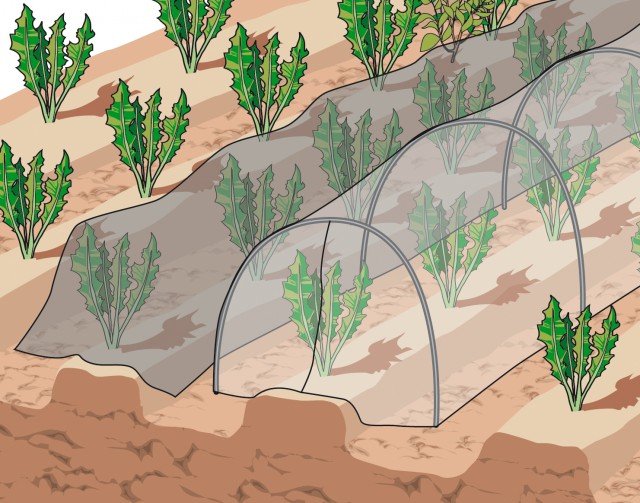 Radicchi e cicorie sopportano il gelo fino a –4°C ma con l’arrivo del freddo è consigliato proteggere le colture con tessuto non tessuto Radicchi e cicorie sopportano il gelo fino a –4°C ma con l’arrivo del freddo è consigliato proteggere le colture con tessuto non tessuto