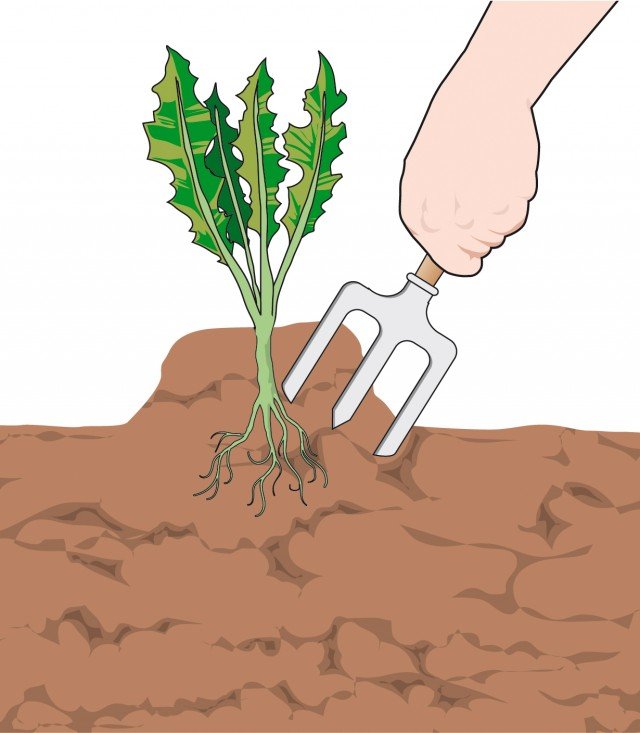 La raccolta di radicchi e cicorie si esegue quando il cespo ha raggiunto le dimensioni soddisfacenti oltre le quali lo sviluppo tende ad arrestarsi perdendo in qualità La raccolta di radicchi e cicorie si esegue quando il cespo ha raggiunto le dimensioni soddisfacenti oltre le quali lo sviluppo tende ad arrestarsi perdendo in qualità