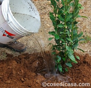 10 - Irrigare abbondantemente e ripetere l’operazione non appena il terreno tende ad asciugare. L’alloro non vuole molta acqua ma fino ai 3 anni soffre molto la siccità. 10 - Irrigare abbondantemente e ripetere l’operazione non appena il terreno tende ad asciugare. L’alloro non vuole molta acqua ma fino ai 3 anni soffre molto la siccità.