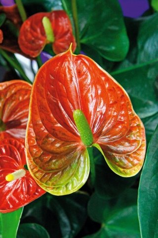 L'anthurium è molto esigente in fatto di esposizione: la luce diretta nuoce al fiore ma la luminosità è fondamentale. L'anthurium è molto esigente in fatto di esposizione: la luce diretta nuoce al fiore ma la luminosità è fondamentale.