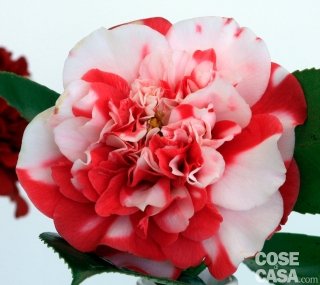 Camellia japonica “General Coletti” colore rosso e bianco con toni rosa Camellia japonica “General Coletti” colore rosso e bianco con toni rosa