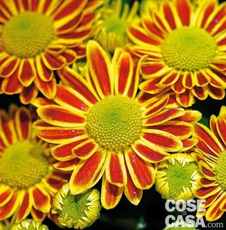 Chrysanthemum Lake Worth Dark