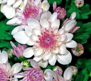 crisantemi-amstudio crisantemi-amstudio