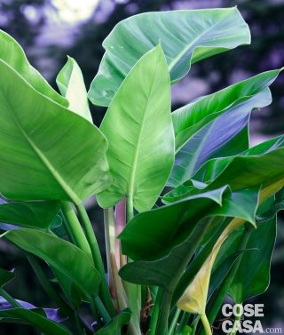 filodendro con foglie verde smeraldo filodendro con foglie verde smeraldo