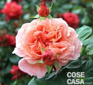 Rosa Etrusca con colore arancione e sfumature albicocca Rosa Etrusca con colore arancione e sfumature albicocca