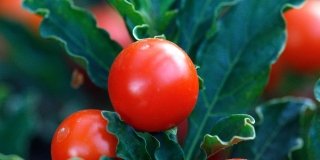 Solanum Capsicastrum – Solanum – arbusto