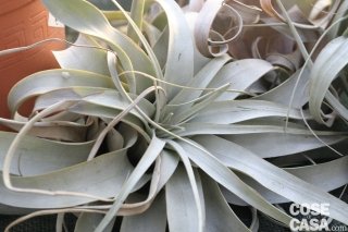 tillandsia-amstudio