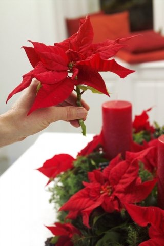 STELLA-NATALE-ROSSA1 STELLA-NATALE-ROSSA1