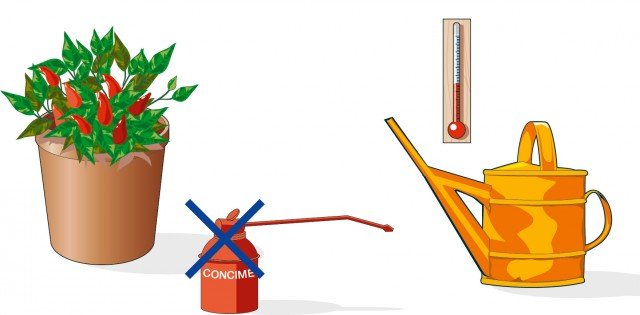 Le annaffiature ai peperoncini dovranno essere regolari fino alla maturazione dei frutti, poi andranno ridotte fino al mese di febbraio mentre le concimazioni del tutto sospese Le annaffiature ai peperoncini dovranno essere regolari fino alla maturazione dei frutti, poi andranno ridotte fino al mese di febbraio mentre le concimazioni del tutto sospese