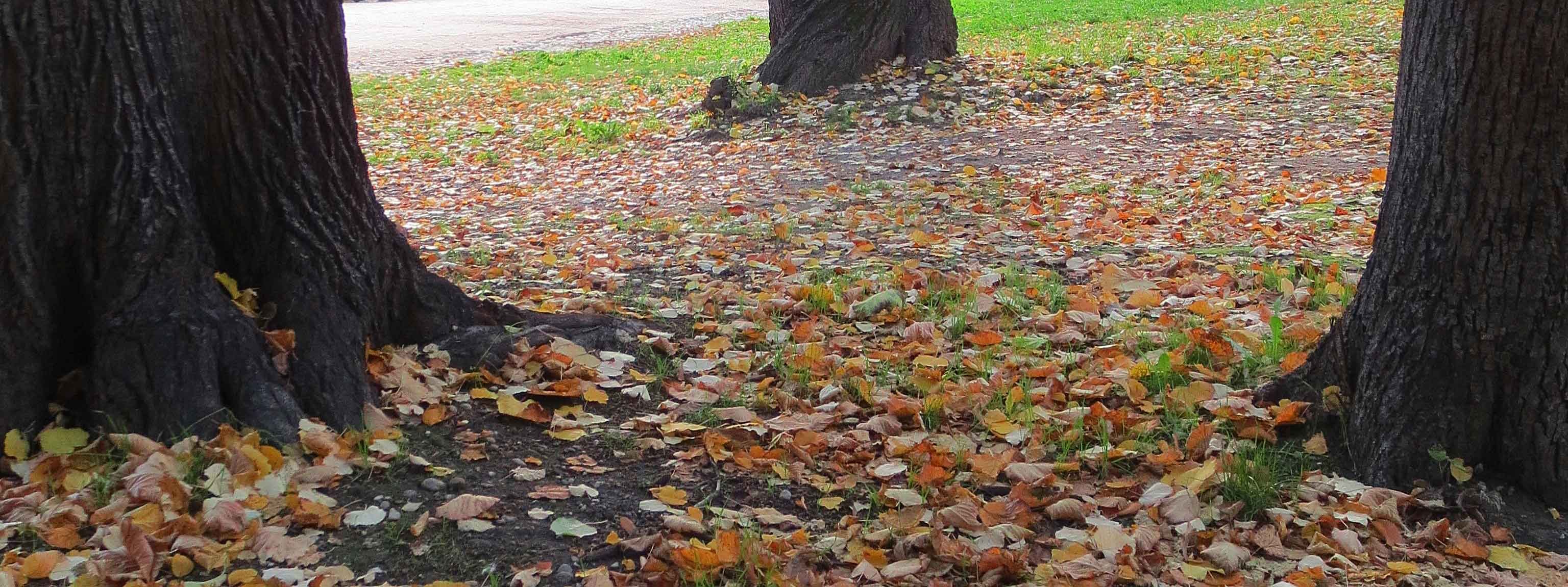 Stella Di Natale Perche Cadono Le Foglie.Autunno Perche Cadono Le Foglie Cose Di Casa