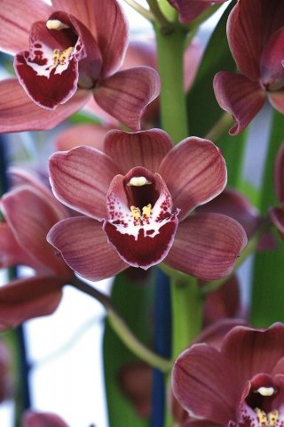 cymbidium-amstudio