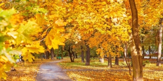 foglie cadono in autunno