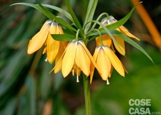 fritillaria maxima Maxima lutea a campanelle gialle