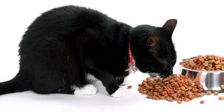 gatto mangia croccantini
