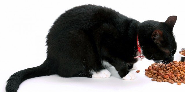 Fare Felice Il Gatto Di Casa Prodotti Cibo Giochi Cose Di Casa