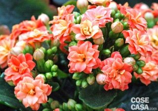 Kalanchoe blossfeldiana dai fiori di un bel colore salmone-rosa.