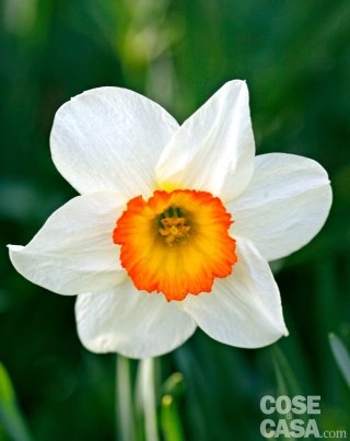 narciso dei poeti Tahiti con petali bianchi e colore interno giallo e arancione