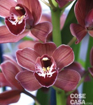 Orchidea del genere Cymbidium.