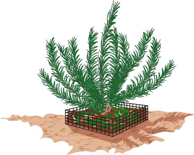 Il punto debole delle piante aromatiche con struttura legnosa è il piede e la prima operazione è dare terra alle piante rincalzando rosmarino, lavanda e salvia Il punto debole delle piante aromatiche con struttura legnosa è il piede e la prima operazione è dare terra alle piante rincalzando rosmarino, lavanda e salvia