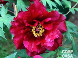 I fiori di peonia non sono solo bellissimi, emanano anche un intenso profumo.