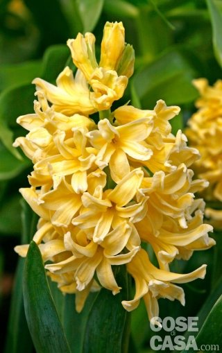 Terreno ben drenato ed esposizione luminosa sono due condizioni imprescindibili per far crescere bene e rifiorire la pianta di giacinto.