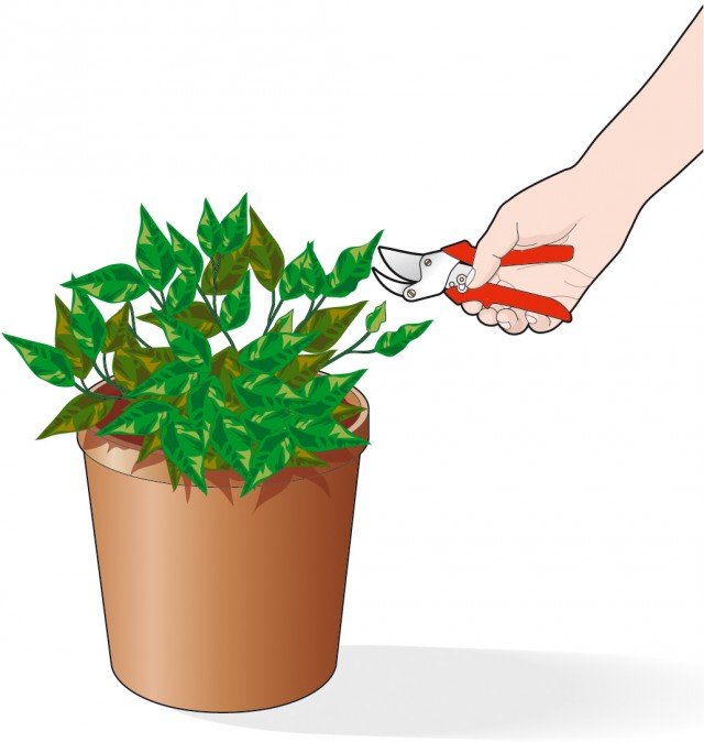 Dopo la caduta dei frutti è necessario che la pianta di peperoncino venga potata Dopo la caduta dei frutti è necessario che la pianta di peperoncino venga potata