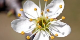 Prunus cerasifera – mirabolano