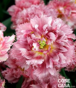 Tulipano "Cool crystal": una varietà davvero particolare, caratterizzata da petali sfrangiati con un ricco mélange di colori (rosa, rosso, bianco e giallo).