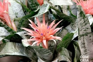 Aechmea fasciata Aechmea fasciata