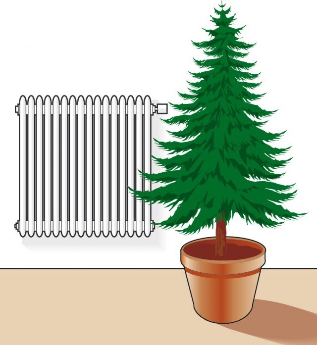 Posizionate l’abete lontano dai termosifoni o da altre fonti di calore Posizionate l’abete lontano dai termosifoni o da altre fonti di calore
