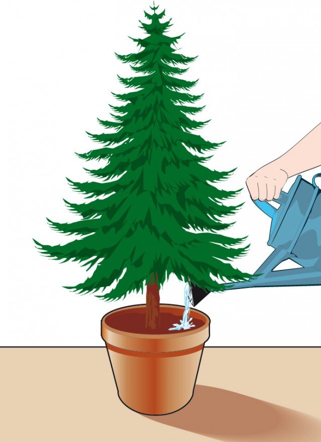 Bagnare l'abete di natale a giorni alterni con moderazione così che il terriccio resti umido Bagnare l'abete di natale a giorni alterni con moderazione così che il terriccio resti umido