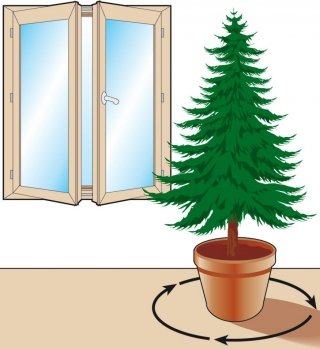 La pianta di natale va tenuta in piena luce e va ruotata di un quarto di un quarto di giro ogni giorno La pianta di natale va tenuta in piena luce e va ruotata di un quarto di un quarto di giro ogni giorno