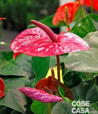Anthurium varietà Utah. Anthurium varietà Utah.
