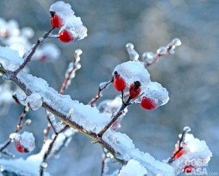 bacche di rosa canina innevate bacche di rosa canina innevate