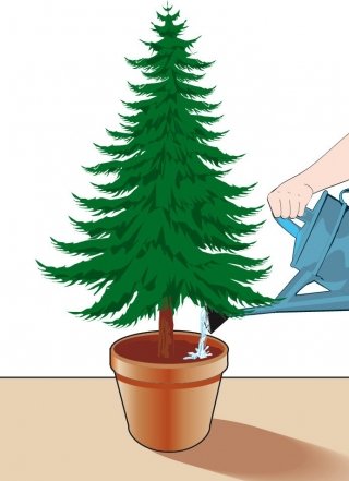 Bagnare l'abete di natale a giorni alterni con moderazione così che il terriccio resti umido Bagnare l'abete di natale a giorni alterni con moderazione così che il terriccio resti umido